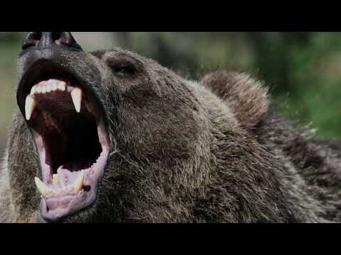 Видео: СМЪРТОНОСНА СХВАТКА