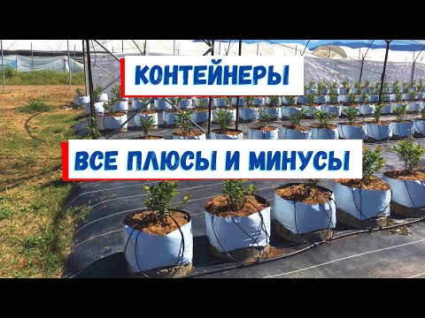 Видео: Всё о контейнерах для голубики