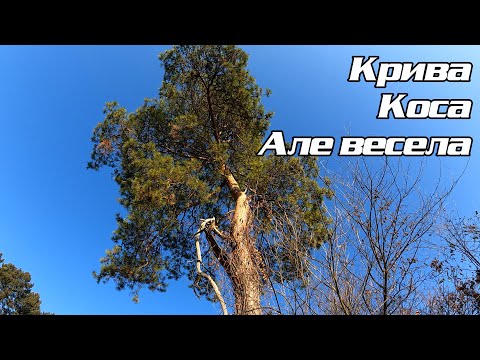 Видео: Нахиляна сосна на схилі