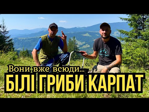 Видео: Розпал Грибного Сезону У Карпатах!