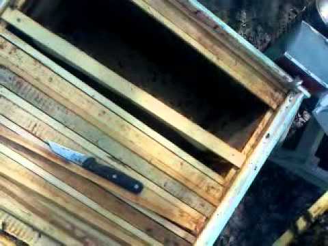 Видео: Формирование семей чтобы сделать отводок