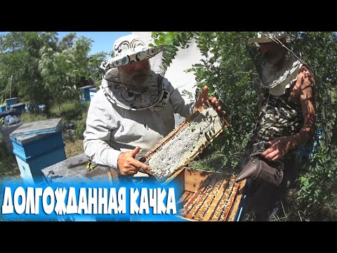 Видео: Кориандровый мед самый вкусный  Долгожданная качка Пчеловодство 2021 Пчеловодство для начинающих