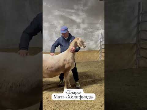 Видео: Арашан Матка рост 97см мать холифилда. дочка блондина на обзор!