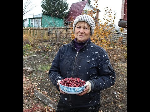 Видео: Выращивание клюквы на даче