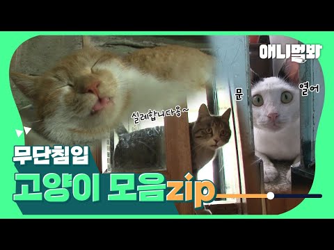 Видео: Вторгшиеся кошки, подборка