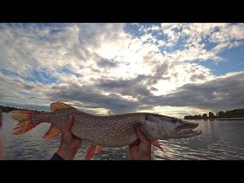 Видео: Хищник на Оби.  09-10 сентября 2023 года. Много сходов. Меняем приманки. Major Craft DODGER