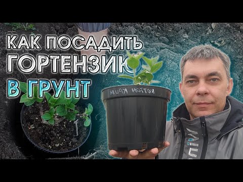 Видео: ПОКАЗЫВАЮ ВСЕ СЕКРЕТЫ / КАК ПОСАДИТЬ ГОРТЕНЗИЮ МЕТЕЛЬЧАТУЮ В ГРУНТ ВЕСНОЙ / ГОРТЕНЗИЯ МЕТЕЛЬЧАТАЯ