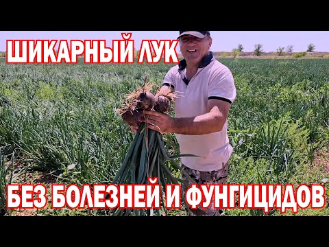 Видео: Шикарный лук без болезней и фунгицидов