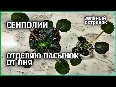 Видео: Отделяю пасынок от пня у сенполии. Покажу наглядный процесс