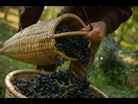 Видео: Документальный фильм "Виноделие в Абхазии"