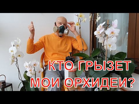 Видео: Кто грызет мои орхидеи? Какой инсектицид я применяю. Сбросят ли орхидеи цветы после обработки ядами?