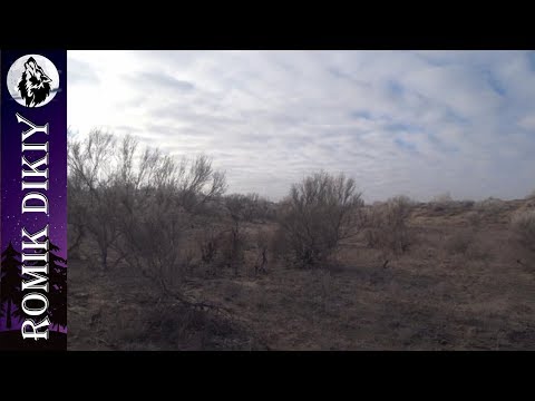 Видео: Охота на зайца. Отчёт с Акжара. (12-14 января 2018г)