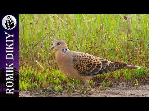 Видео: ОХОТА НА ГОРЛИЦУ. Первые выстрелы сезона. (5-6 сентября 2020г)