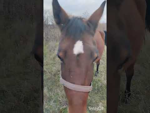 Видео: Лошадь дома. Предпенсионерка.