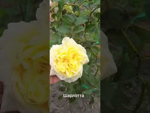 Видео: Размножаю очитки,осенние работы в саду