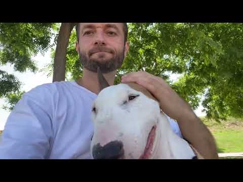 Видео: Моя собака Бультерьер из приюта и арбуз  Лечим почки  Прогулка в парке