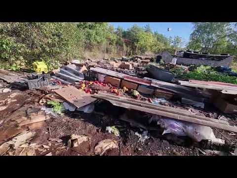 Видео: 4309 Урожай картошки из рассады  Potato harvest from seedlings