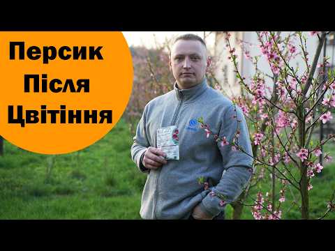 Видео: Завершення цвітіння персика та кучерявість. Обробки міддю та системними препаратами