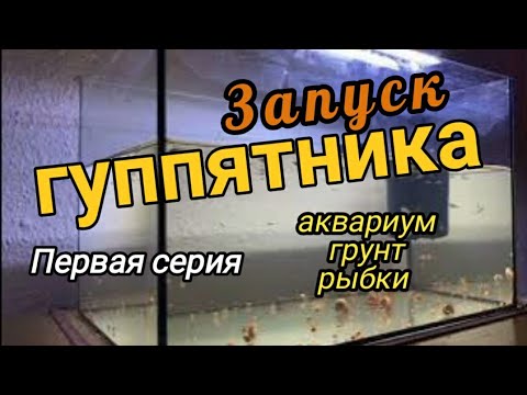Видео: Начало оформления аквариума для гуппи Первая серия #аквариумистика #aquarium
