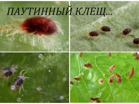 Видео: ПАУТИННЫЙ КЛЕЩ🪳!    Методы борьбы, ПРЕПАРАТЫ и профилактика