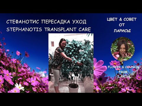 Видео: СТЕФАНОТИС КАК ПЕРЕСАДИТЬ, УХОД | Стефанотис уход в домашних условиях видео