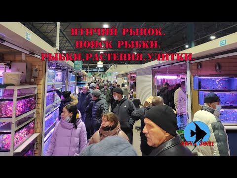 Видео: Птичий рынок. Поиск рыбки. Рыбки,растения,улитки.