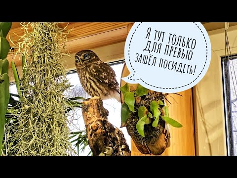 Видео: Тилландсии: мой опыт содержания и ухода. Это не звери, это такие оригиналтные растения-эпифиты