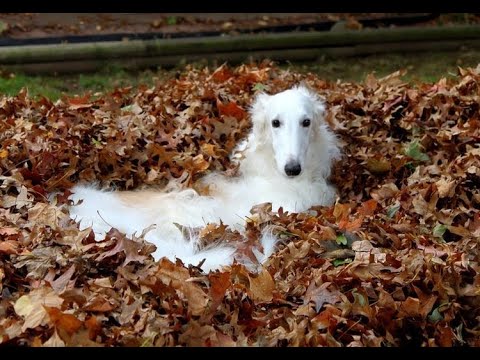 Видео: Фильм Андрболла о фурри. Пушистое Издание.