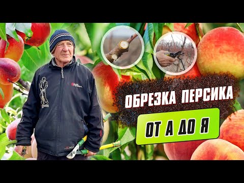 Видео: Обрізання персика. Обрізка, формування та догляд за багаторічним персиковим садом від А до Я.