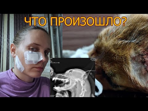 Видео: Что произошло с собачкой? Досмотрите до конца.