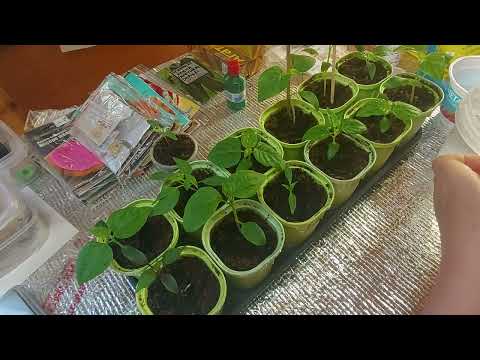 Видео: Первая подкормка для рассады перца. 12.01.