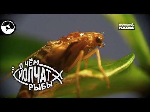 Видео: Ручейник. От личинки до взрослого насекомого | О чем молчат рыбы