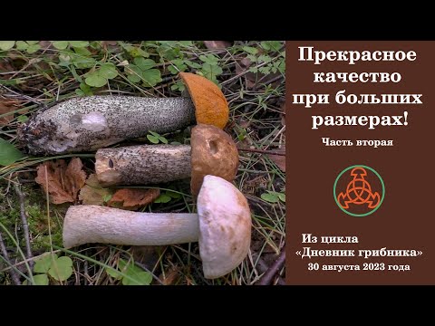 Видео: Прекрасное качество при больших размерах! Часть вторая. Дневник грибника   30 августа 2023 года