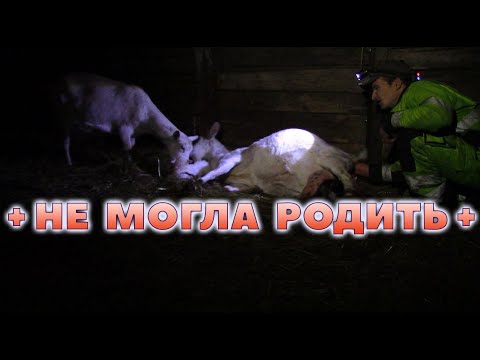 Видео: Тяжелые роды. Залез в козу. Спас всех.