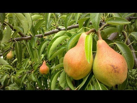 Видео: Чем болеет груша  Грушевый галловый клещ