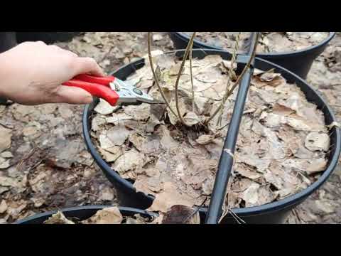 Видео: 🇺🇦🌿✂️Основні принципи обрізки річних саджанців гортензій. Весна 2023р.