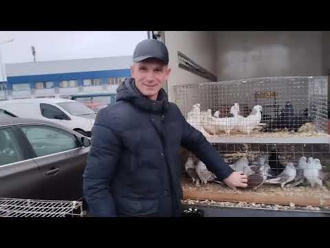 Видео: Ярмарка голубей г. Минск  29 декабря 2024 г.