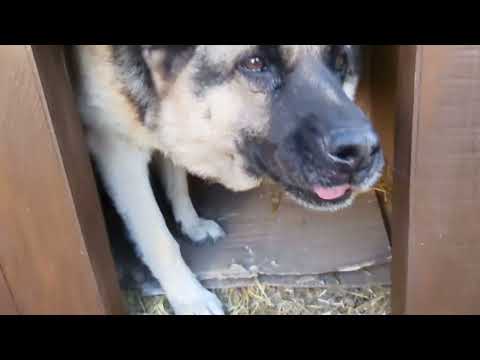Видео: ОПЯТЬ ВСЕ ПО ХОЗЯЙСТВУ 