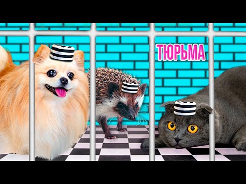 Видео: ПОБЕГ ИЗ ТЮРЬМЫ ЧЕЛЛЕНДЖ 3 ! КТО ПОСЛЕДНИЙ покинет ТЮРЬМУ Кошка Баттерс Ежик Бруно или Шпиц Элис?
