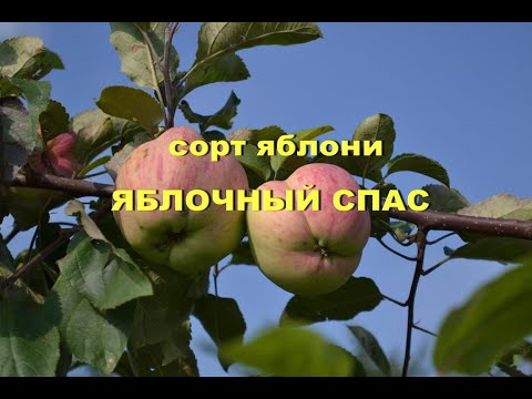 Видео: Сорт яблони Яблочный спас