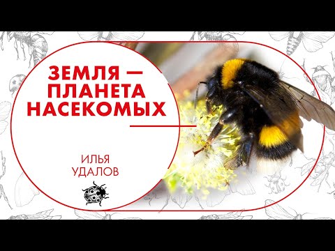 Видео: Земля - планета насекомых. Илья Удалов