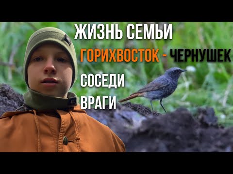 Видео: Фильм «Жизнь семьи горихвосток-чернушек. Соседи. Враги»