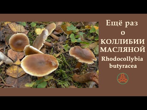 Видео: Ещё раз о КОЛЛИБИИ МАСЛЯНОЙ. Rhodocollybia butyracea.