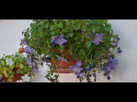 Видео: ХД (1839) КРАЙПЪТНА СВЕТИНЯ (1) І пастор Митко ДИМИТРОВ І МДМ