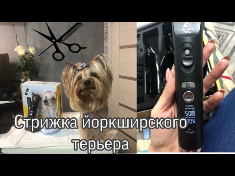 Видео: Стрижка йоркширского терьера. Новая машинка MAJOR DOG HUNFRISE 22.