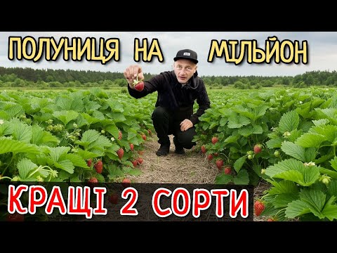 Видео: Кращі ранні сорти Полуниці на МІЛЬЙОН. Мій досвід