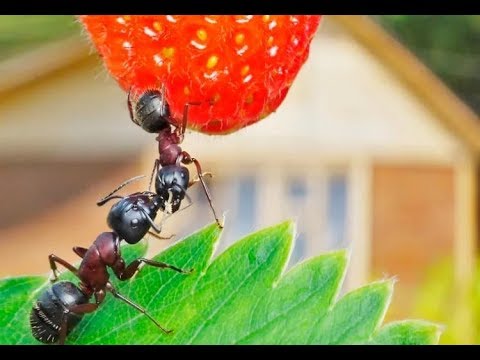 Видео: Как бороться с садовыми муравьями и слизнями