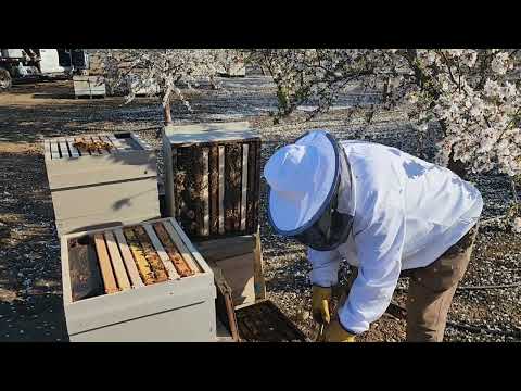 Видео: сколько расплода в сильной семье на 27 февраля