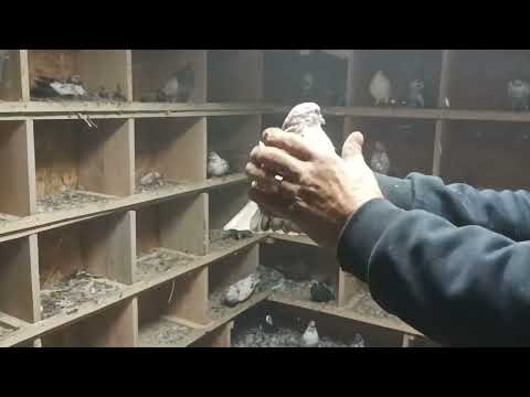 Видео: 29 октября 2025 г.