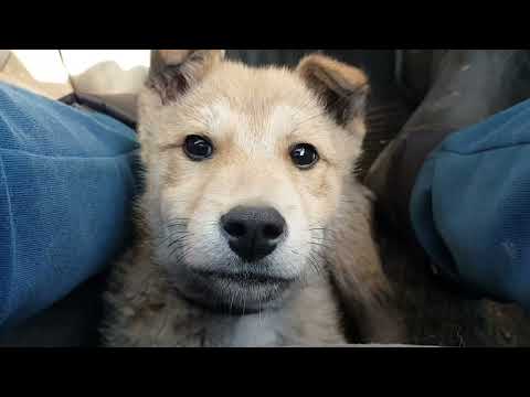 Видео: ПОПОЛНЕНИЕ КОРМОВ И ПЕРВЫЕ ПОТЕРИ